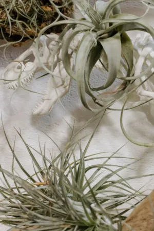 Tillandsia Air Plants