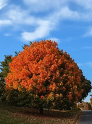 Autumn Tree