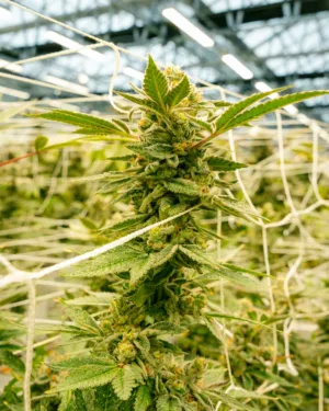 Cannabis Plant In Greenhouse
