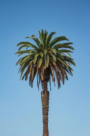 Palm Tree Against Clear Sky
