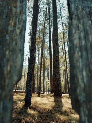 Forest Path