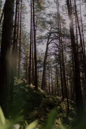 Forest Path