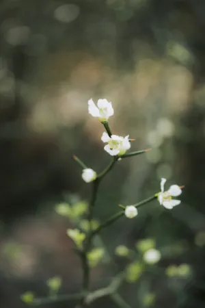 White Flowers In Nature
