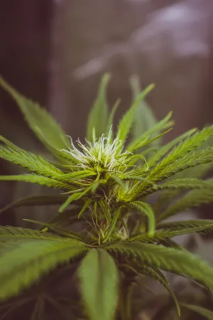 Green Plant