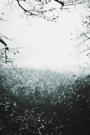 Winter Landscape