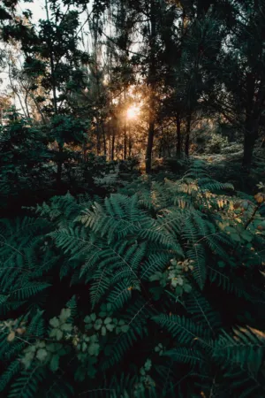 Sunset In The Forest