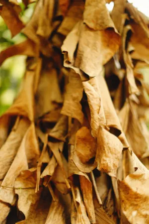 Dry Leaves