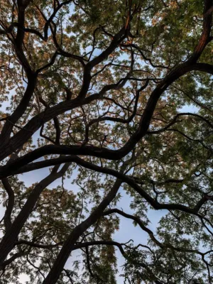 Tangled Tree Branches