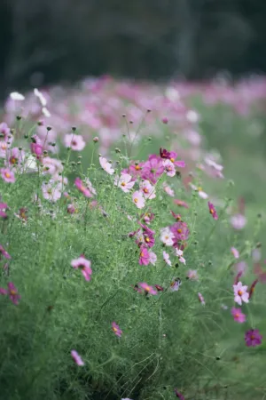 Flower Field