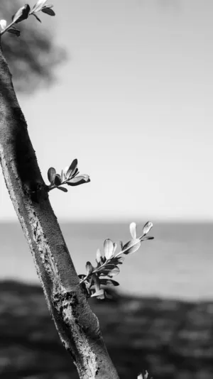 Tree Branch By The Sea