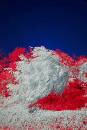 Infrared Landscape