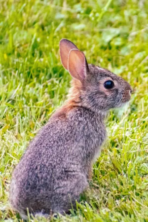 Gray Rabbit In Grass