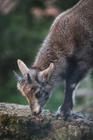 Rocky Mountain Goat
