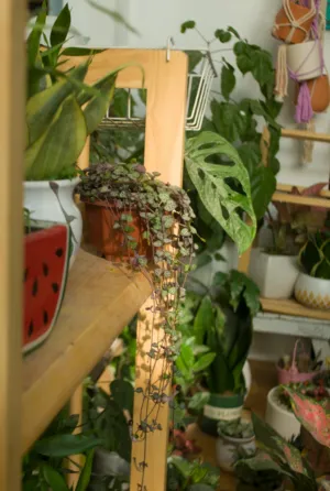 Indoor Plant Garden