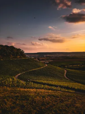 Vineyard Sunset
