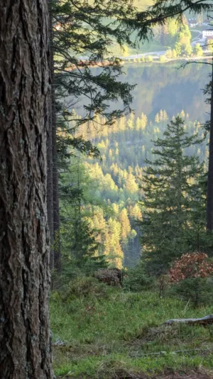 Forest View