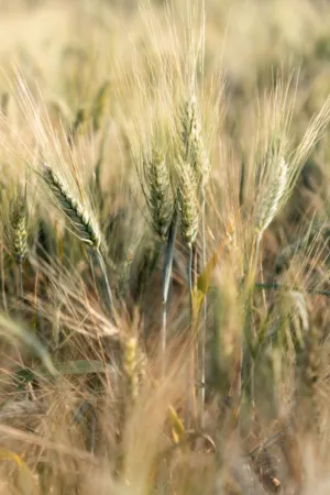 Wheat Field