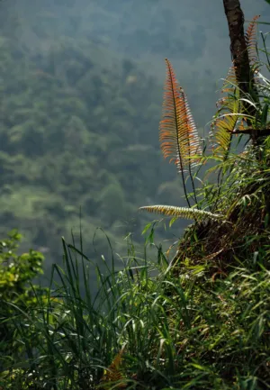 Mountain Ferns