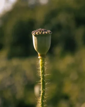 Green Bud