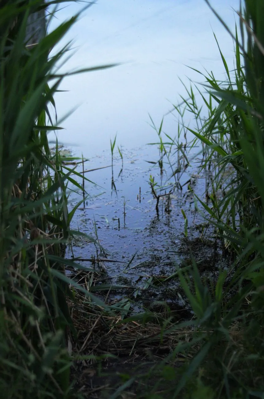 Misty Marsh