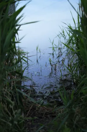 Misty Marsh