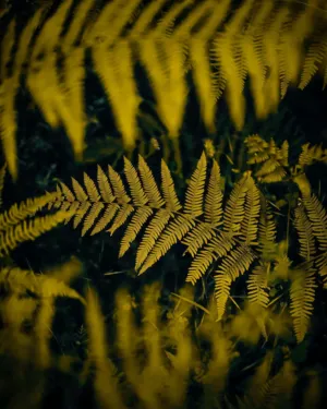 Golden Ferns