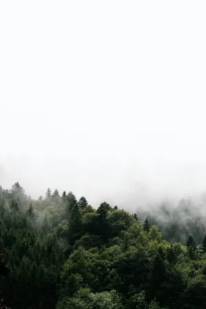 Misty Forest