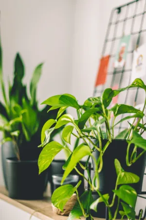Indoor Plants