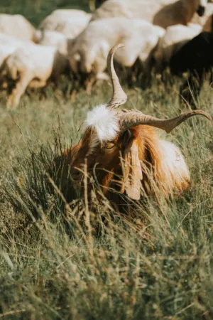 Goat In The Field