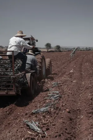 Farmers Plowing Field