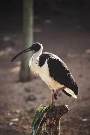 Black And White Bird