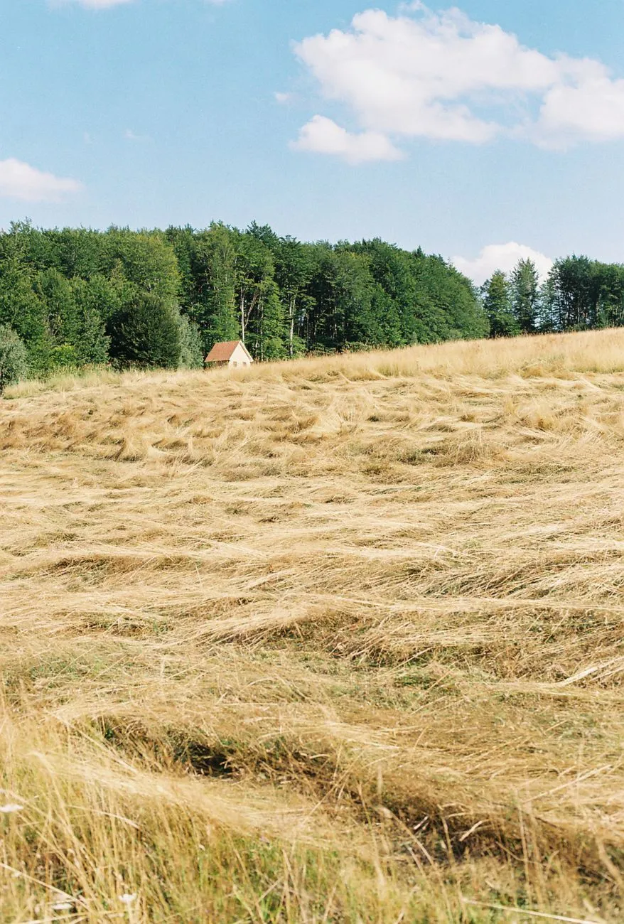 Field And Forest