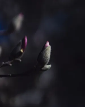 Budding Flowers