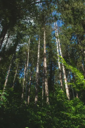 Tall Trees In A Forest
