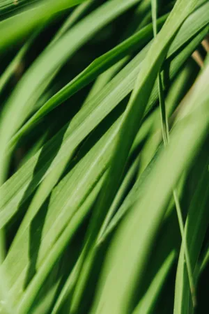 Green Grass