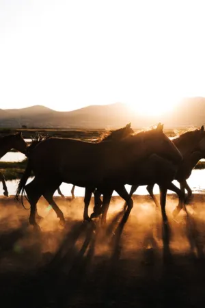 Horses At Sunset