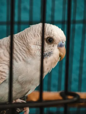 Parrot In Cage