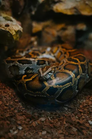 Python