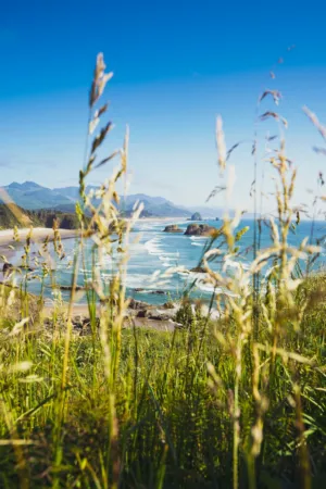 Ocean View Through Grass