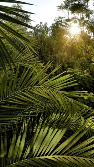 Sunlit Palm Leaves