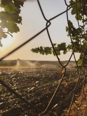 Irrigation Field At Sunset