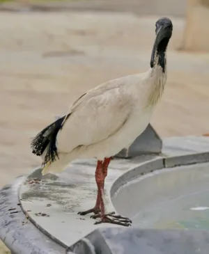 Ibis On A Birdbath