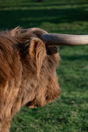 Highland Cow