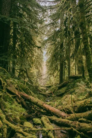 Mossy Forest Path