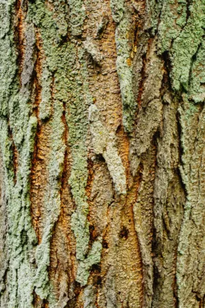 Tree Bark Texture