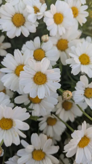 White Daisies