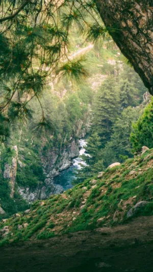 Forest Stream