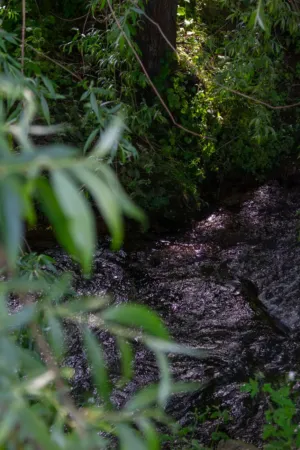 Forest Stream