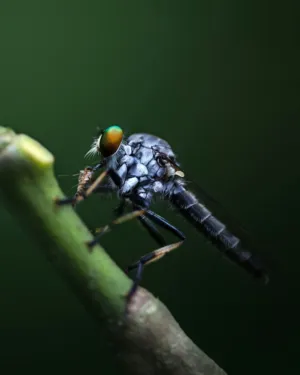 Robber Fly