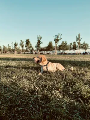 Golden Retriever In The Park